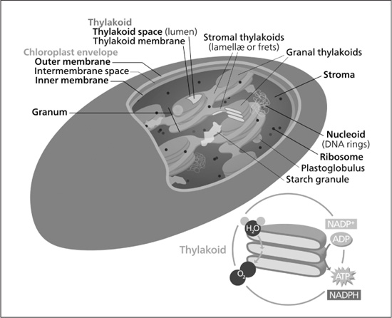 Do All Plant Cells Contain Chloroplasts The Handy Biology Answer Book do-all-plant-cells-contain-chloroplasts-the-handy-biology-answer-book